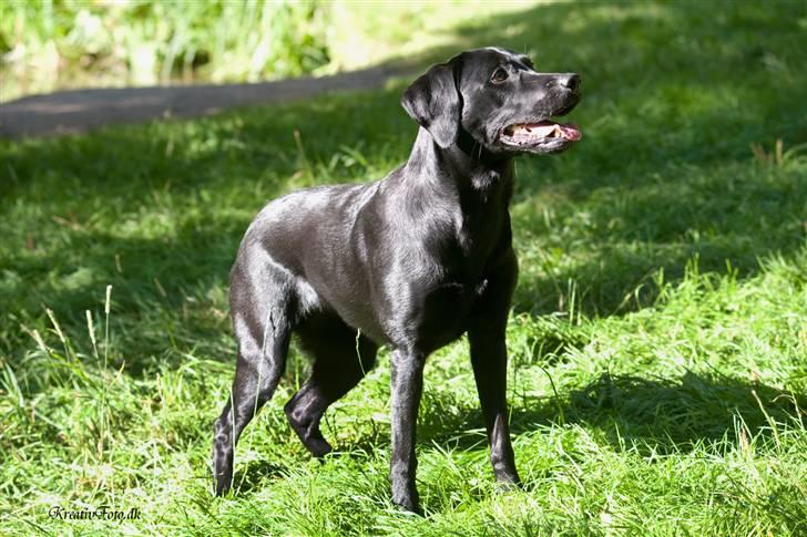 Labrador retriever Laika - Hundemarch i Kolding 2010 billede 7