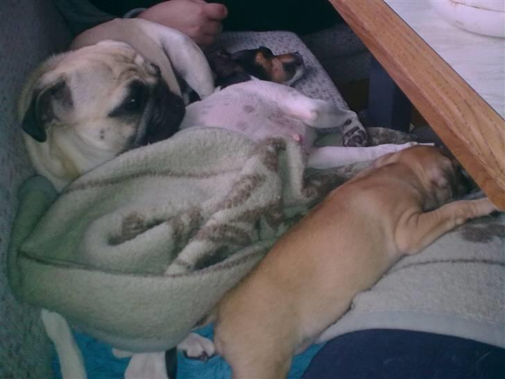 Mops Laban - far, mor og barn putter billede 11