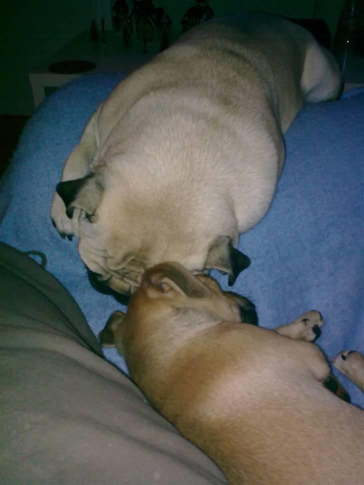 Mops Laban - far og søn tager sig en morfar billede 12