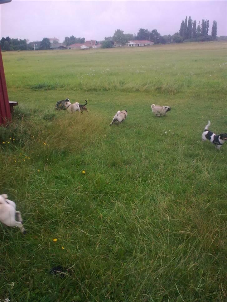 Mops Laban billede 13