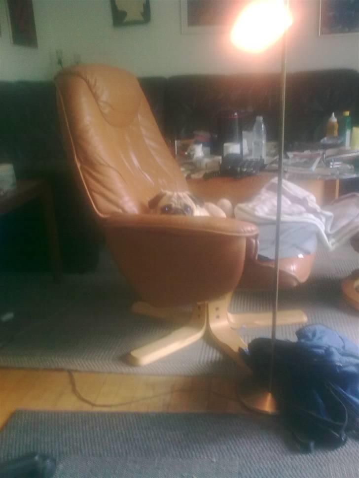 Mops Laban - kig kig, nu snuppede jeg din plads mor billede 14