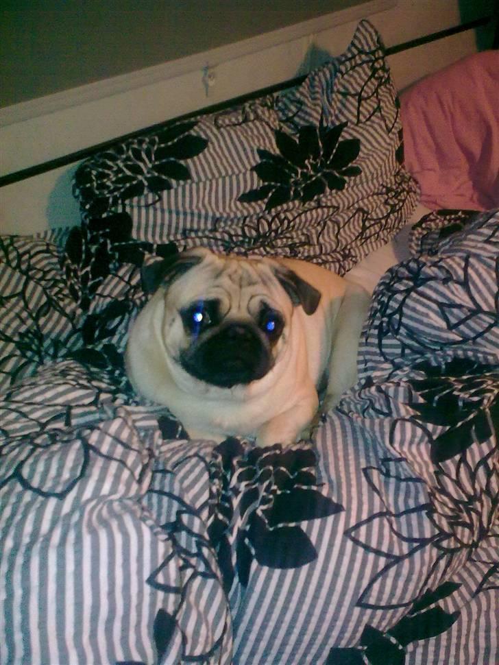 Mops Laban - hæ, nu har erobret alle dynerne og puderne billede 15