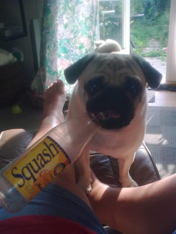 Mops Laban - fyld lige nogle guffer i flasken, ikke? billede 16