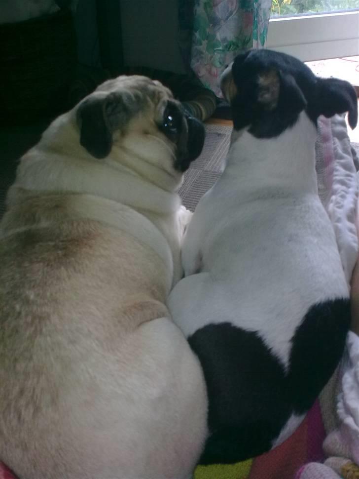 Mops Laban - Du og jeg min skattepige...du og jeg billede 17