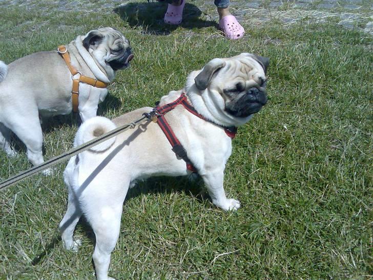 Mops Laban - Min ven Armani og jeg billede 18