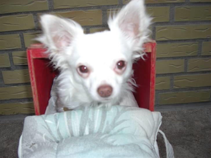 Chihuahua .•:*¨¨*:•Chapper•:*¨¨*:• billede 17