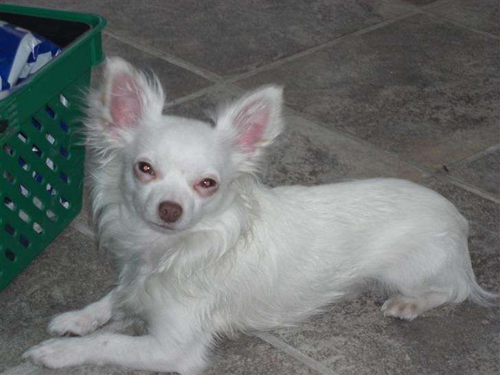 Chihuahua .•:*¨¨*:•Chapper•:*¨¨*:• billede 18