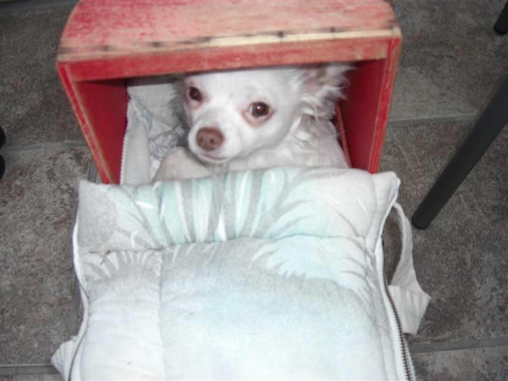 Chihuahua .•:*¨¨*:•Chapper•:*¨¨*:• billede 19