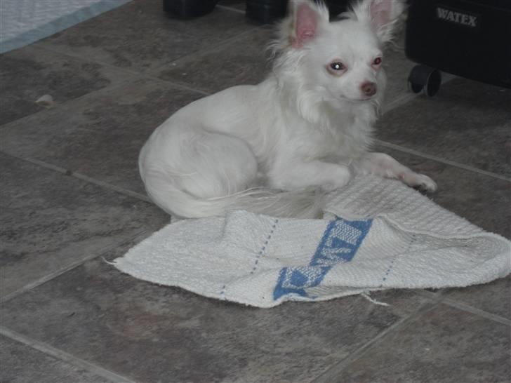 Chihuahua .•:*¨¨*:•Chapper•:*¨¨*:• billede 20
