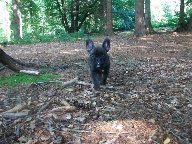 Fransk bulldog Rex billede 13