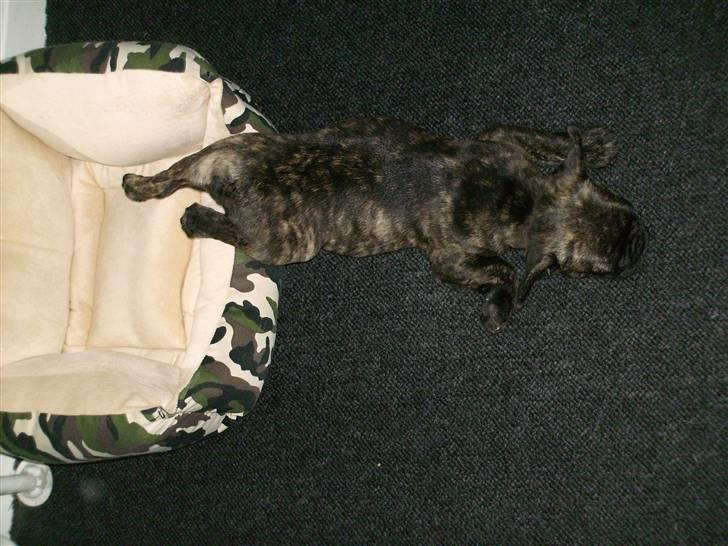 Fransk bulldog Rex billede 14