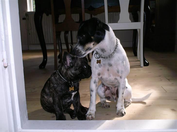 Fransk bulldog Rex billede 16