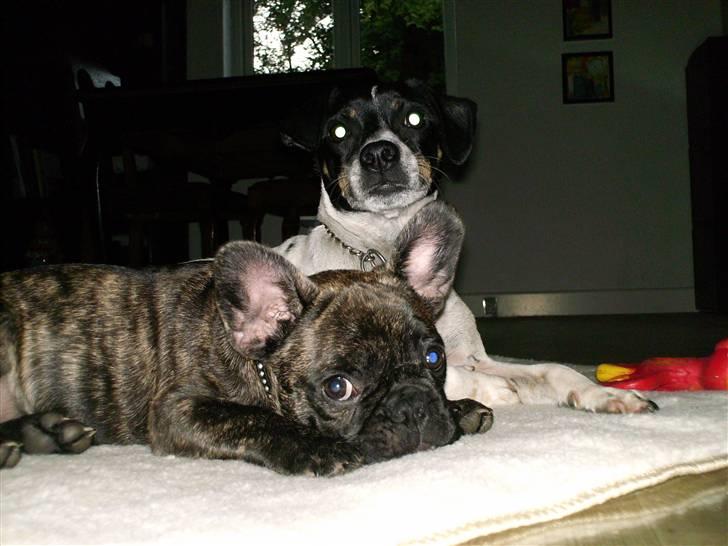 Fransk bulldog Rex billede 17