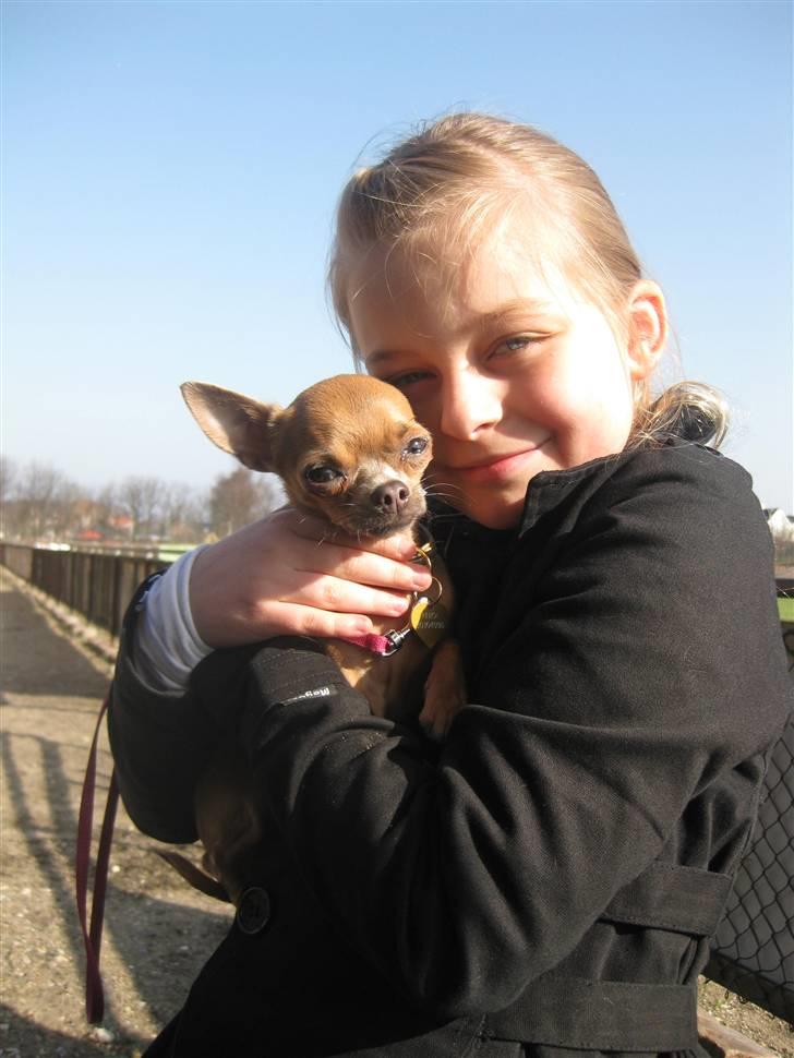 Chihuahua Reika Vom Haus Buve billede 3