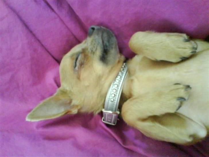 Chihuahua Reika Vom Haus Buve billede 8