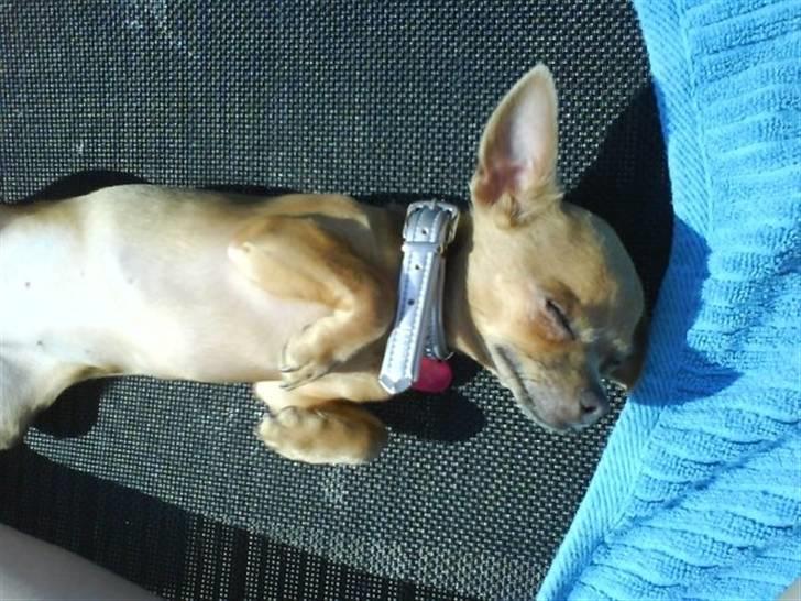 Chihuahua Reika Vom Haus Buve billede 9