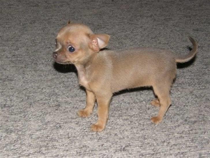 Chihuahua Reika Vom Haus Buve billede 1