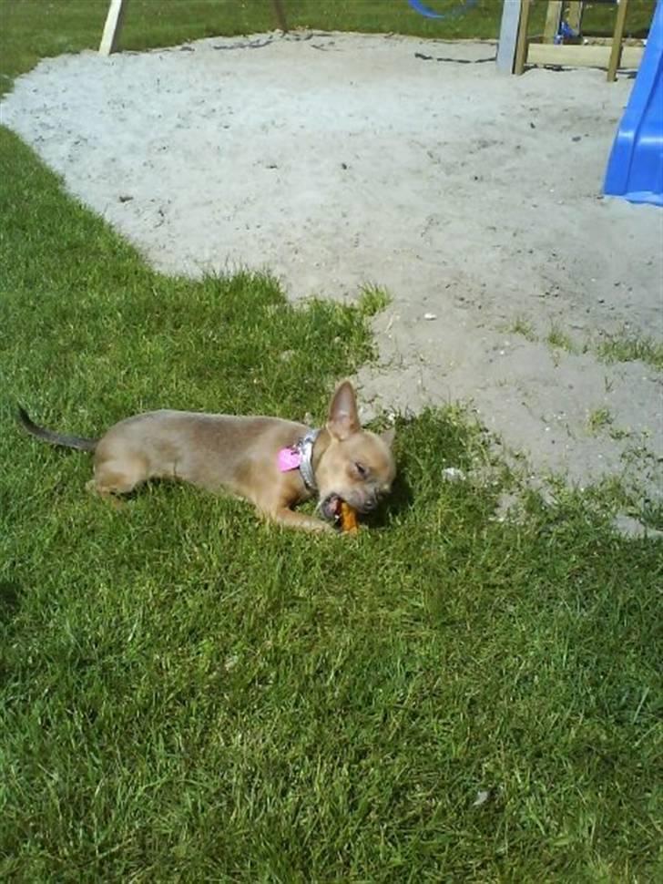 Chihuahua Reika Vom Haus Buve billede 10