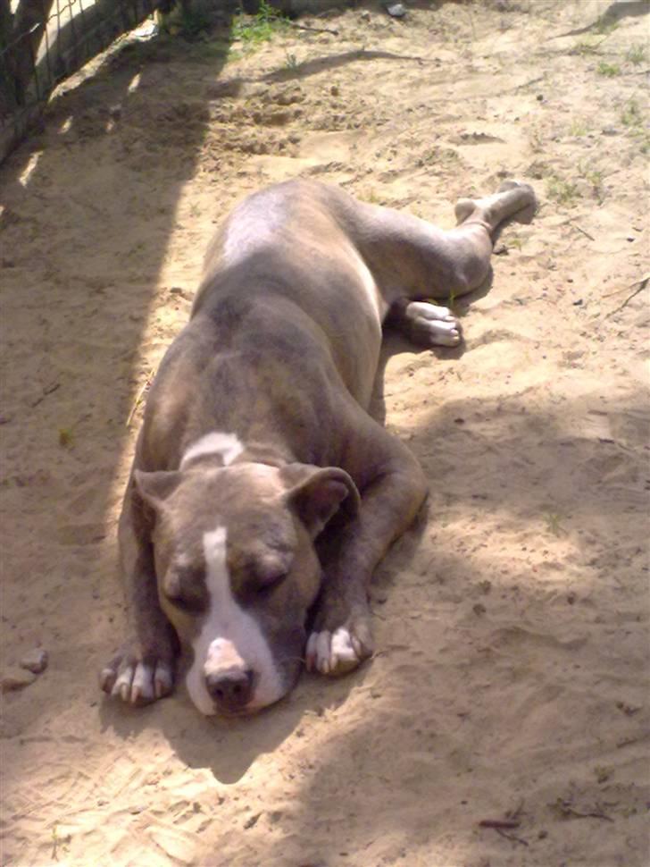 Amerikansk staffordshire terrier Bella billede 14