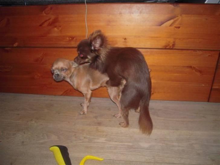 Chihuahua Reika Vom Haus Buve billede 12