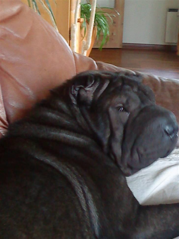 Shar pei China House Amanda Mae - Hva var det??? billede 7
