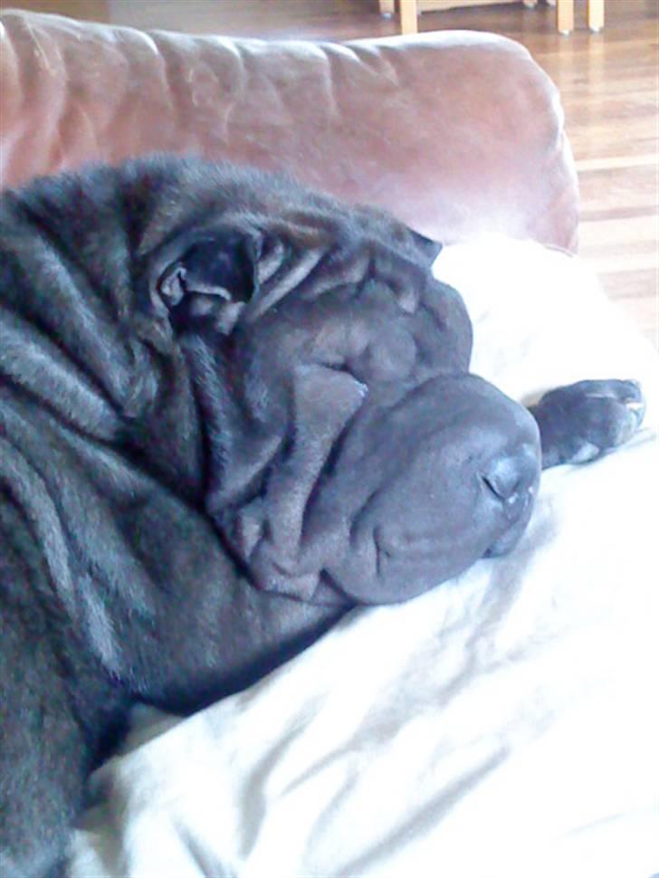 Shar pei China House Amanda Mae - Dejligt at putte efter en go gåtur i skoven billede 8