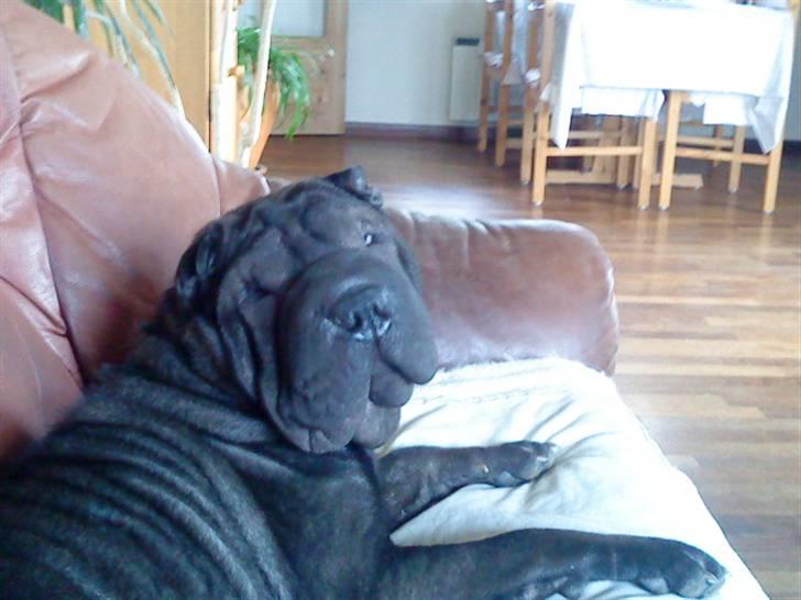 Shar pei China House Amanda Mae - Jeg er bare tilpas. billede 9