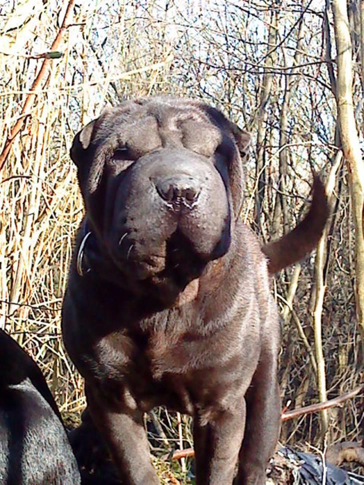Shar pei China House Amanda Mae - Davs Du billede 11