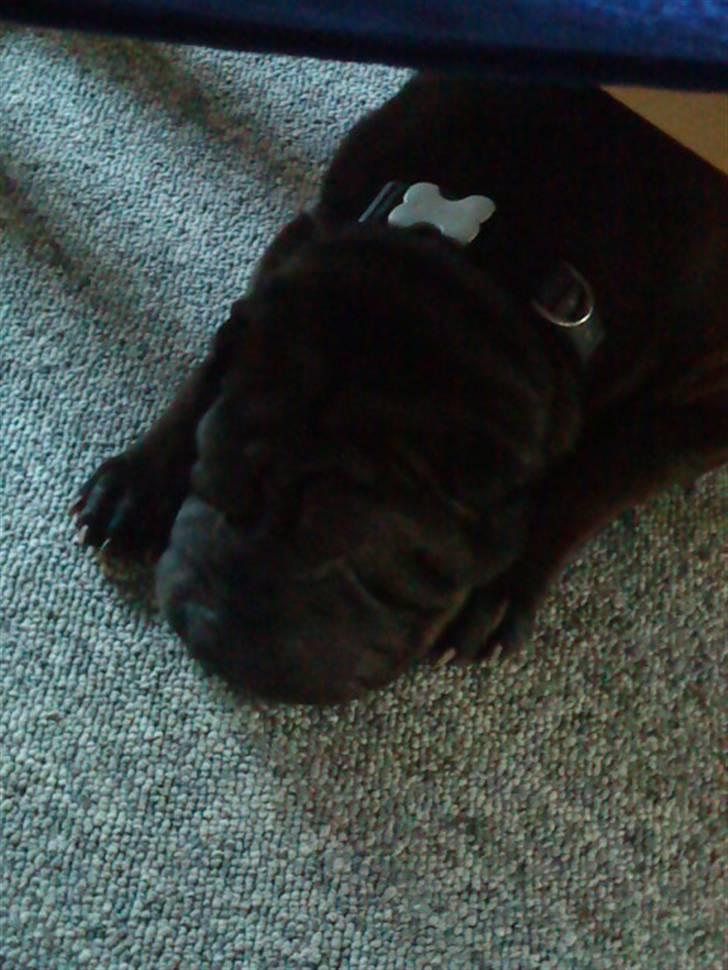 Shar pei China House Amanda Mae - Det kalder jeg at flade ud.  billede 13