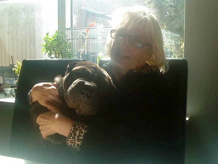 Shar pei China House Amanda Mae - Amanda og hendes Mor.  billede 14