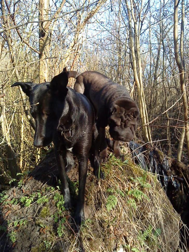 Shar pei China House Amanda Mae - Thippi og Amanda i skoven billede 16