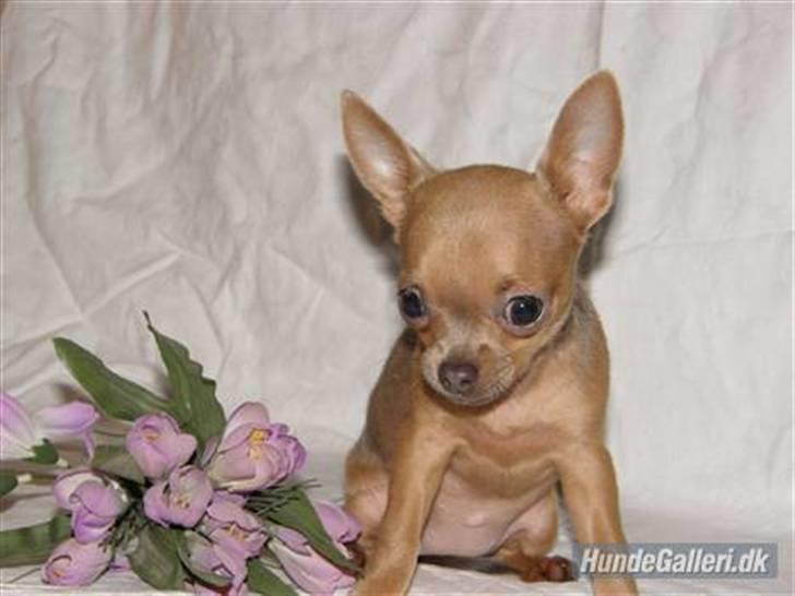 Chihuahua Reika Vom Haus Buve billede 6