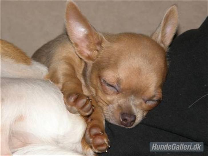 Chihuahua Reika Vom Haus Buve billede 7