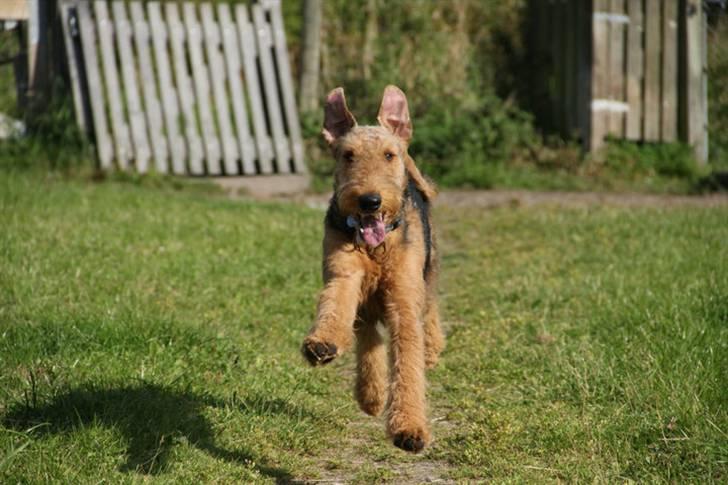 Airedale terrier Bowie - I fuld fart i hundeskoven. 2 dage efter han blev trimmet billede 15