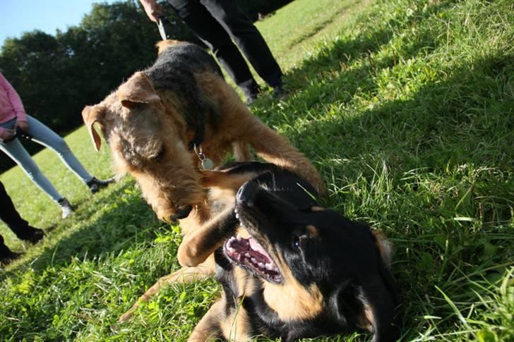 Airedale terrier Bowie - Leger med Frederik i hundeskoven billede 16