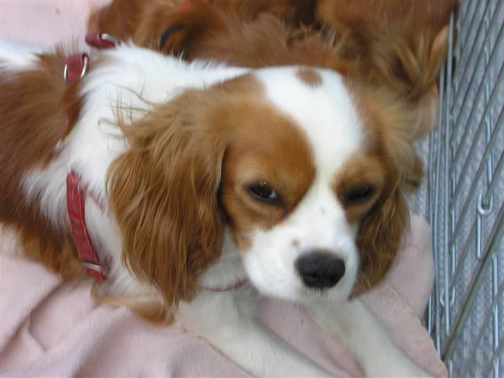 Cavalier king charles spaniel Malekit's Nikita billede 1