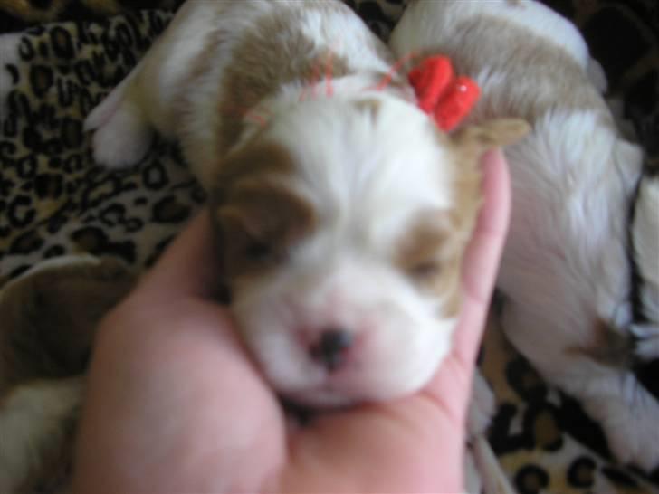 Cavalier king charles spaniel Malekit's Nikita billede 2