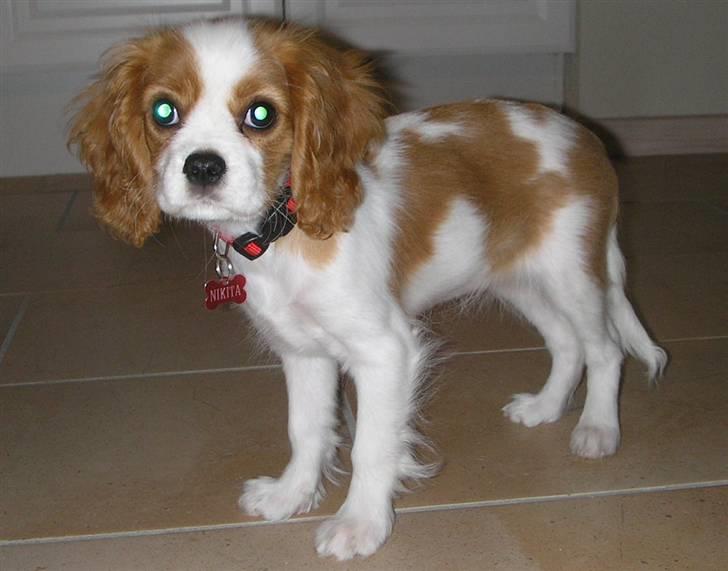 Cavalier king charles spaniel Malekit's Nikita billede 3