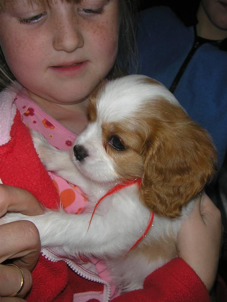 Cavalier king charles spaniel Malekit's Nikita billede 4