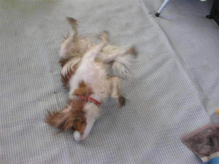 Cavalier king charles spaniel Malekit's Nikita billede 5