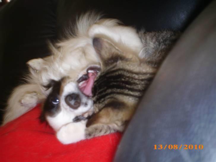 Papillon Zimba - Zimba elsker at lege og putte med kattene billede 19