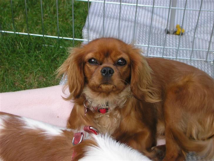 Cavalier king charles spaniel Malekit's Nuggi billede 6