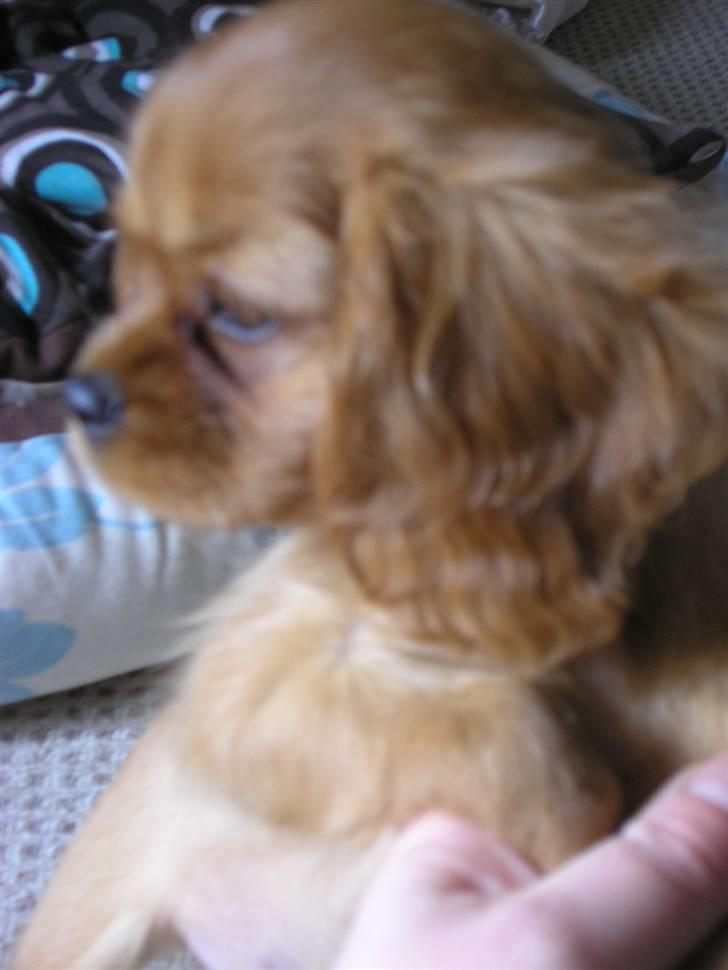 Cavalier king charles spaniel Malekit's Nuggi billede 2