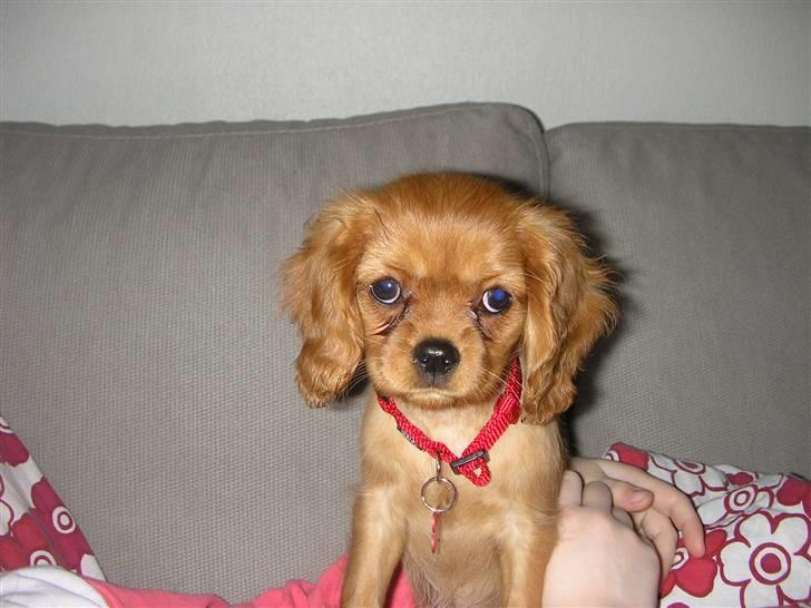 Cavalier king charles spaniel Malekit's Nuggi - Nuggi var meget lille som hvalp, det er hun kommet over :0) billede 3