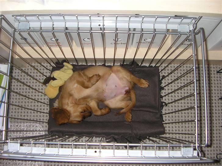 Cavalier king charles spaniel Malekit's Nuggi - Nuggi elsker at ligge på ryggen. billede 4