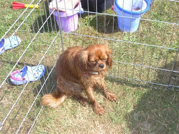 Cavalier king charles spaniel Malekit's Nuggi - .... Godt nok vådt ikk'.... billede 5