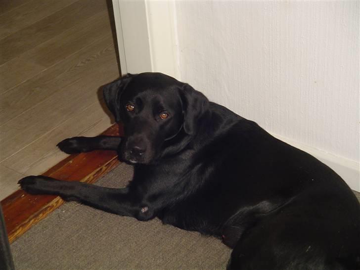 Labrador retriever Bjørn billede 2