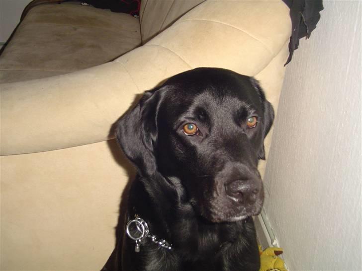 Labrador retriever Bjørn billede 3