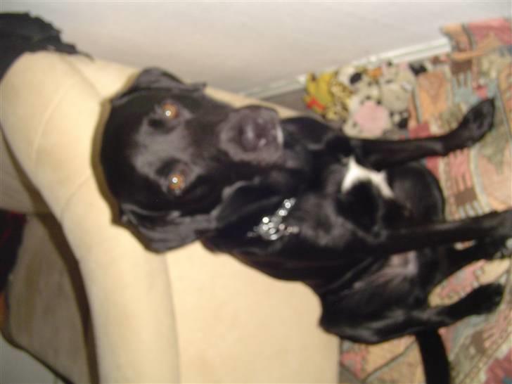 Labrador retriever Bjørn billede 4