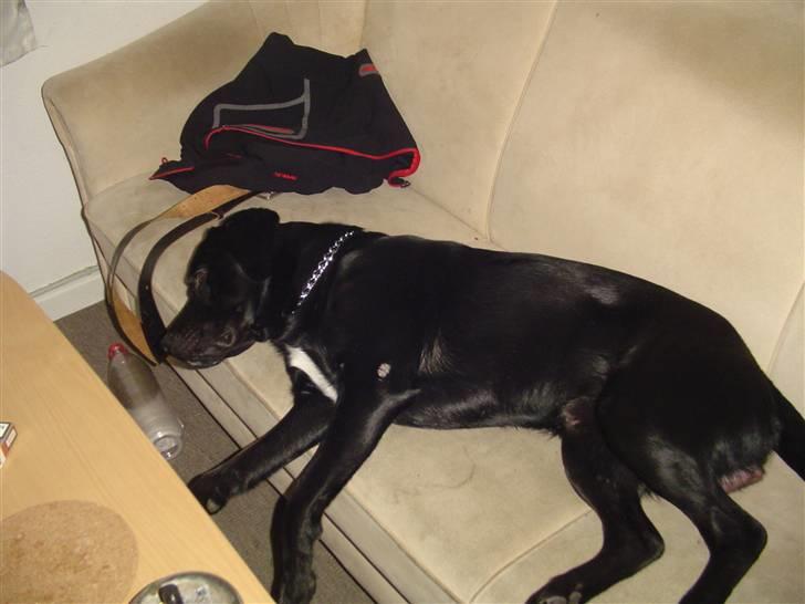 Labrador retriever Bjørn billede 5